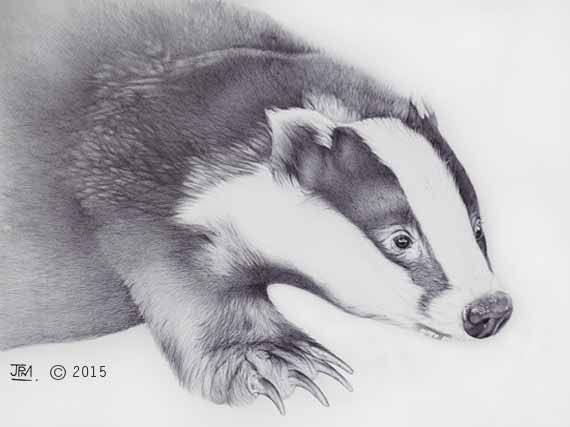 badger