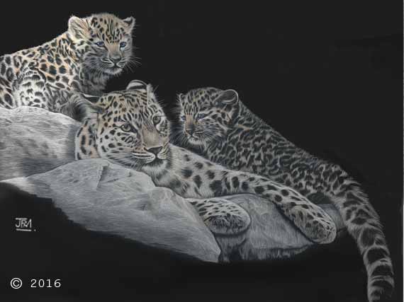 leopard_family
