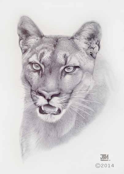 puma_drawing